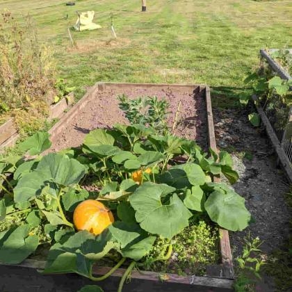 Access pumpkins