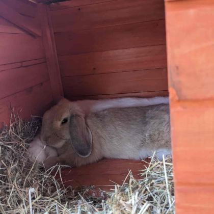 Rabbit